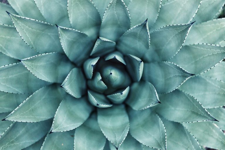 Plante - photo unsplash.com